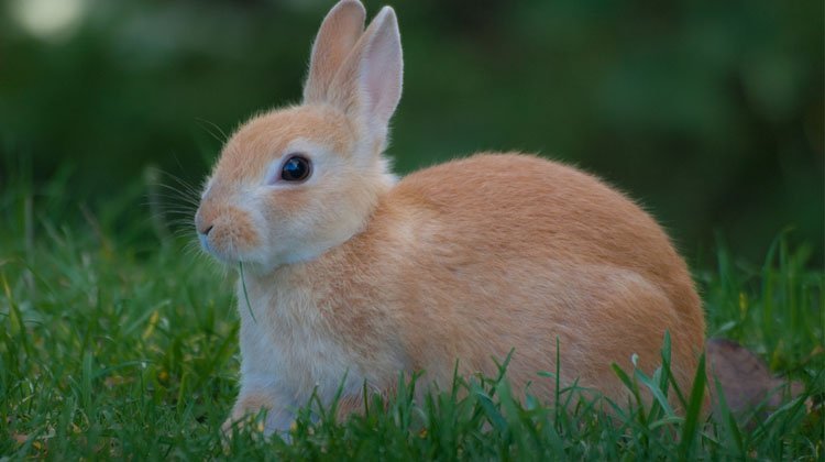 The Secret of Rabbits, or Why Rabbits Don’t Suffer from Cholesterol ...