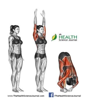 66 Best Ab Workouts for Men and Women! (Part 1) - The Health Science ...