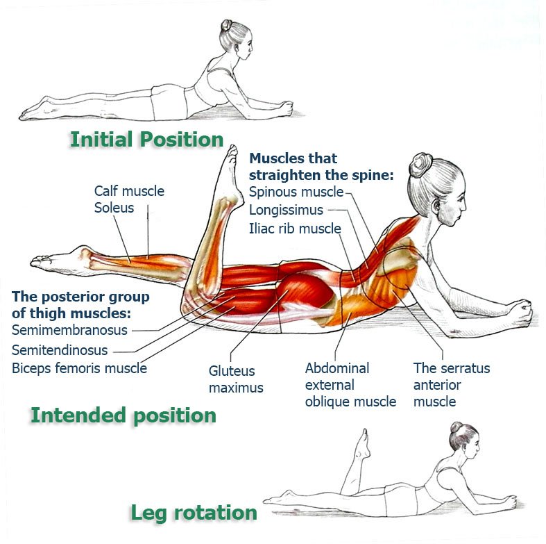 erector spinae exercises