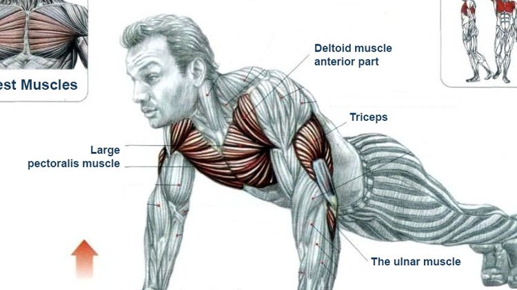 push up muscles