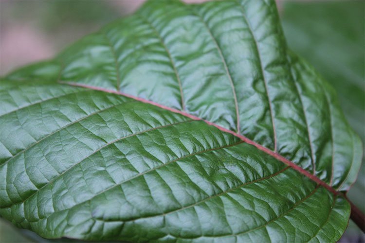 Benefits and Side Effects of Kratom - The Health Science Journal