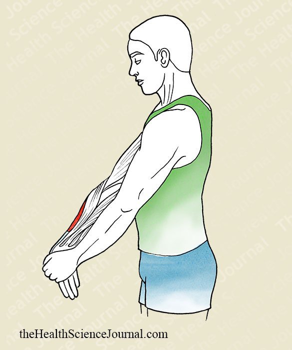 Hand Pronation With Extended Elbow