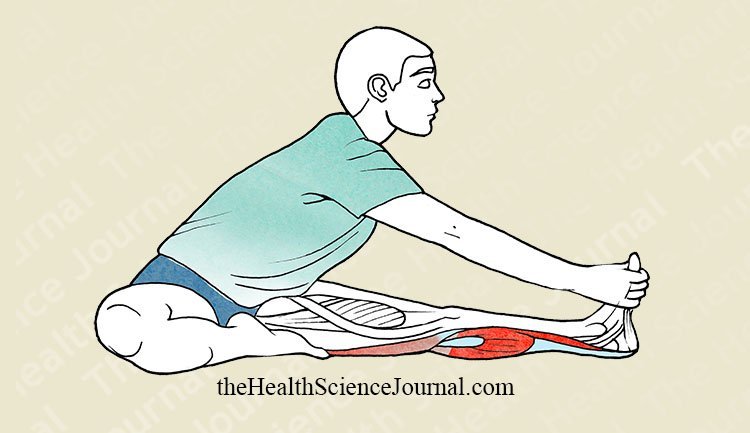 Tibial Flexion Seated With Knee Extended